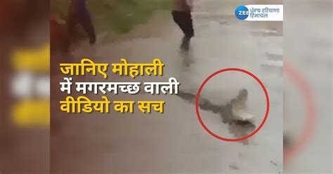 Fact Check of Crocodile in Mohali's Kharar Rain Viral Video Punjab News in Hindi today | Fact ...