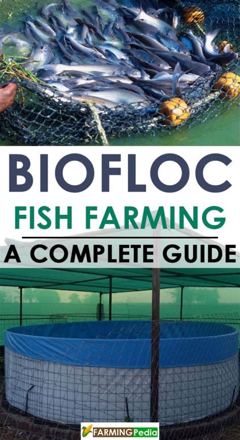 Biofloc Fish Farming A Complete Guide Farming Pedia