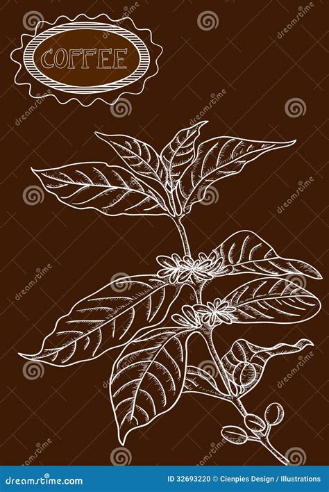 Hand Drawn Coffee Plant Illustration Stock Vector Illustration Of