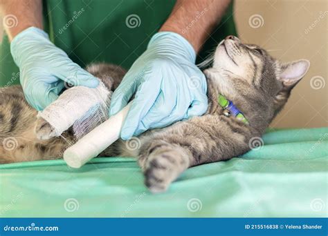 Male Doctor Veterinarian With Stethoscope Is Bandaging Paw Of Grey Cat