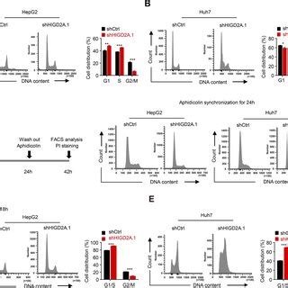 Higd A Depletion Induces Cell Cycle S Phase Arrest In Hcc Cells A B