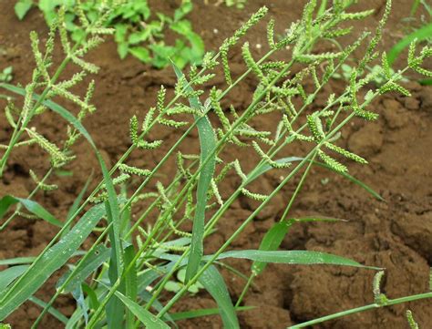 echinochloa colona wikidata