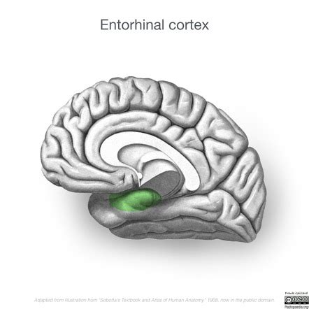 Piriform Cortex Anatomy