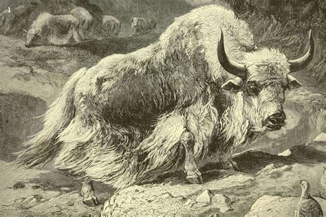 wild yak treasure   high plateaus roundglass sustain