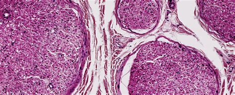 Staining for Microscopy | InterAccess