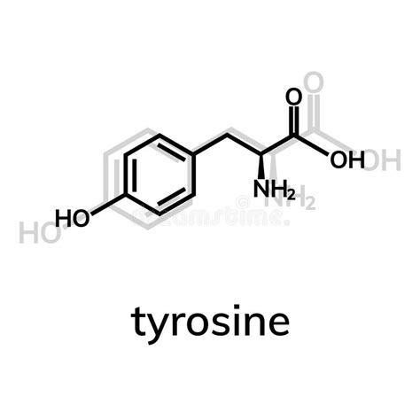 Tyrosine L Tyrosine Tyr Y Amino Acid Molecule Skeletal Formula