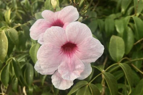 Bower Vine Pink Flowers With Water Drops In The Early Morning Stock