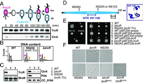 Identification And Phenotypic Characterization Of TrcR Mutant Cells