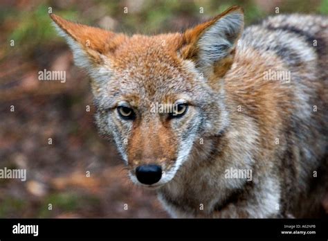 Coyote Canis Latrans Stock Photo Alamy