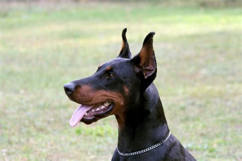 All about Doberman Pinchers