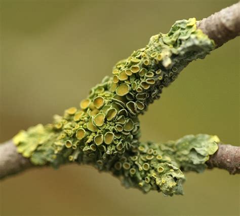 Lichens May Be A Symbiosis Of Three Organisms A New Order Of Fungus Named