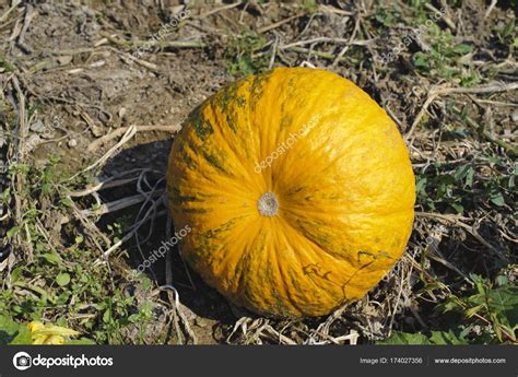 Штирийская Тыква Фото – Telegraph