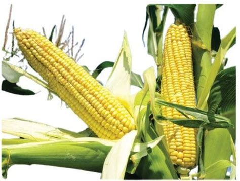 Manual Organic A Grade Sweet Corn At Best Price In Nashik Deltafiia