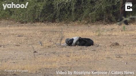 Honey Badger Takes On Python And 2 Jackals