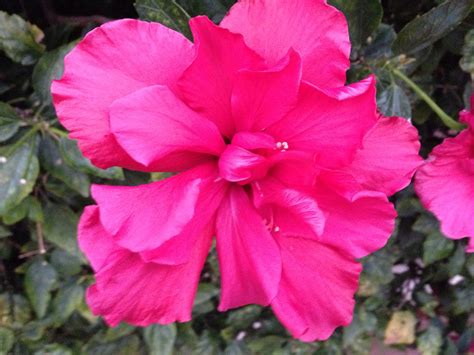 Azalea Japonica Azalée Japonaise PEPINIERE MELLOT