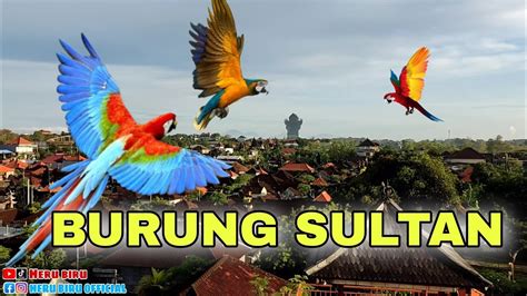 Nerbangin Burung Mahal Jika Tak Pulang 1 Mobil Melayang YouTube