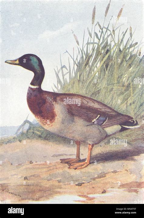 BIRDS. Duck 1901 old antique vintage print picture Stock Photo - Alamy