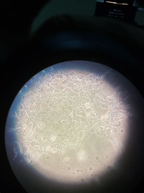kind  cell death  happening researchgate
