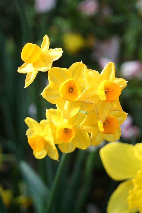 A Guide To Growing Daffodils SA Garden And Home Daffodils Daffodil