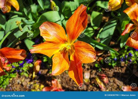 Uma Linda Flor De Laranja No Jardim Rodeada De Flores Roxas E De Folhas