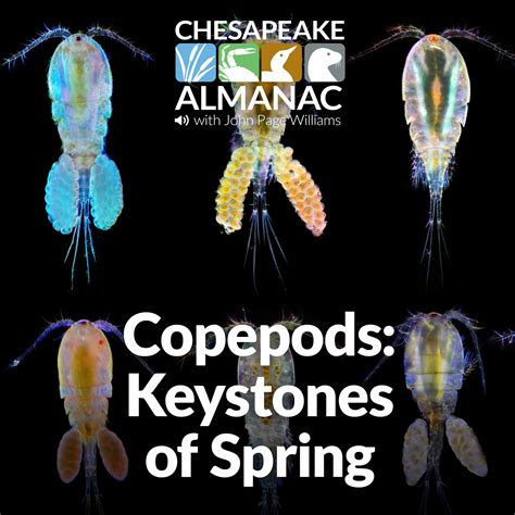 Copepods