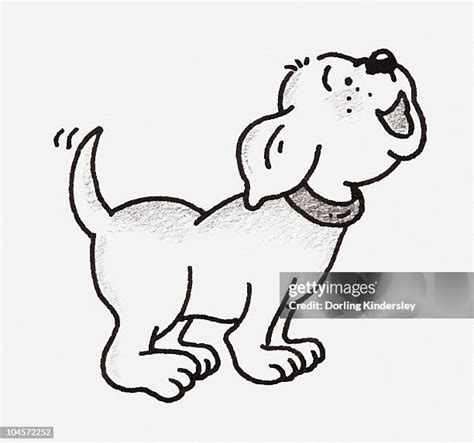 Dog Wagging Tail White Background Photos and Premium High Res Pictures - Getty Images