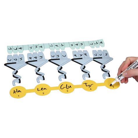 Protein Synthesis Manipulatives Kit | Carolina Biological Supply