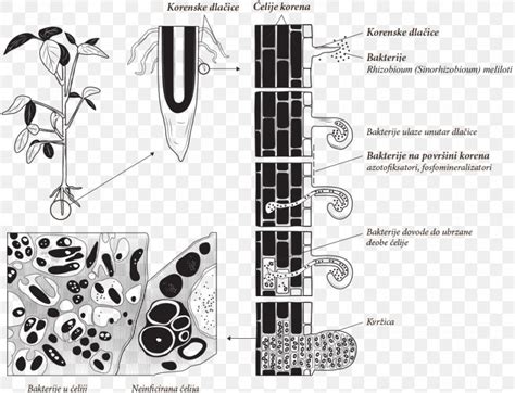 Nitrogen Fixation Rhizobia Bacteria Diazotroph Symbiosis, PNG ...