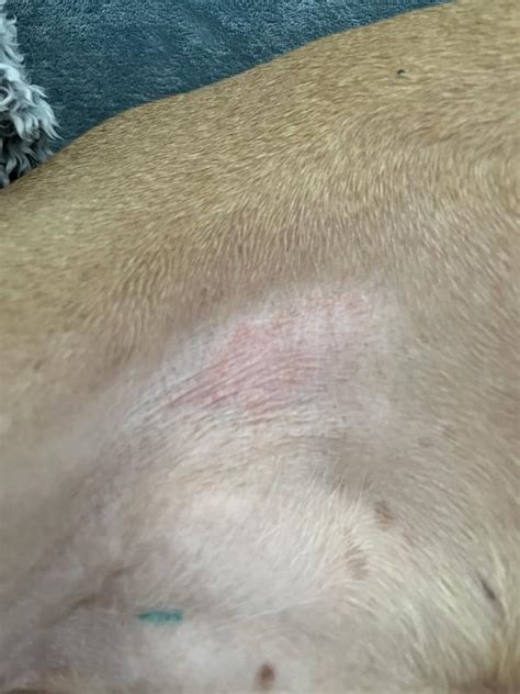 Vetericyn Plus Hot Spot Antimicrobial Pet Hydrogel Fl Oz Petco