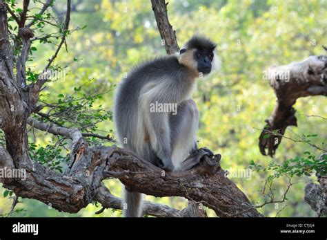 Gray langur of South India Stock Photo - Alamy