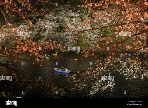 CHERRY BLOSSOM, TOKYO Stock Photo - Alamy