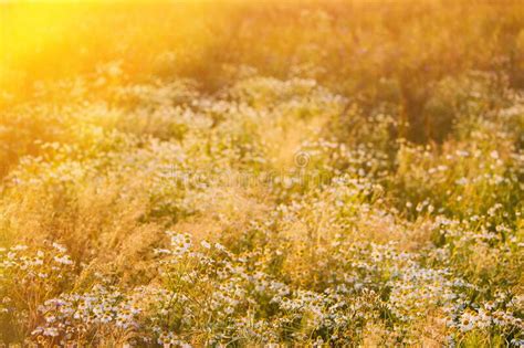 Amazing Sunrise Above Blooming Wild Flowers Matricaria Chamomilla Or