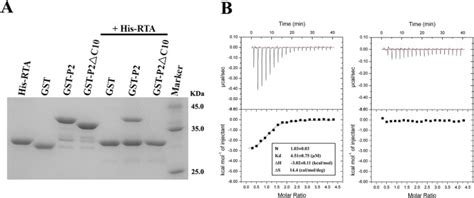 Structural Insights Into The Interaction Of The Ribosomal P Stalk