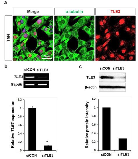 Cells Free Full Text Differential Regulation Of Tle In Sertoli