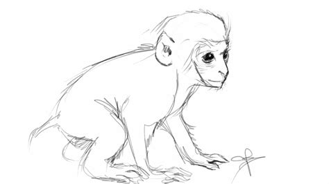 Monkey Pencil Drawing at PaintingValley.com | Explore collection of ...