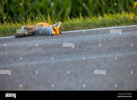 Dead Fox Red Fox Canidae At The Roadside Run Over In Traffic