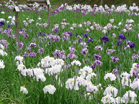 岩国・城山花菖蒲園と吉香花菖蒲園の花菖蒲 2011iwakuni Shiroyama Iris Garden Kikko Iris