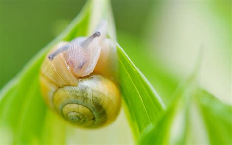 Animal Snail Hd Wallpaper