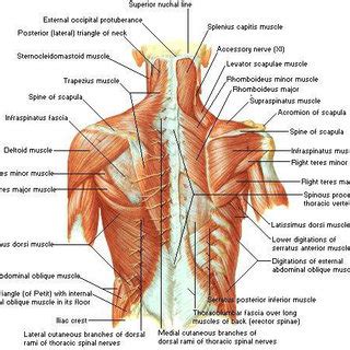 (PDF) Chest wall reconstruction