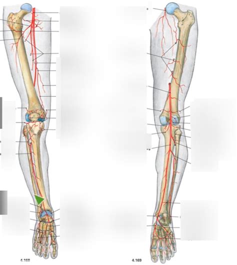 Blood Supply Pulse Points Diagram Quizlet