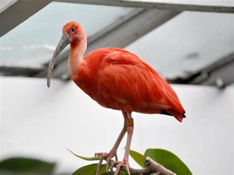 Eudocimus Ruber Scarlet Ibis In Bronx Zoo