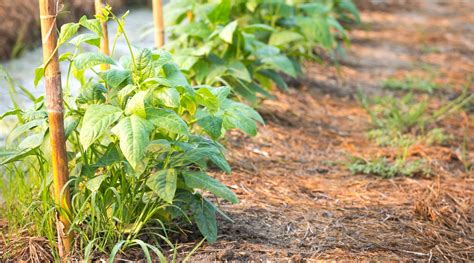 Cowpeas: How To Grow and Care for Black-Eyed Pea Plants