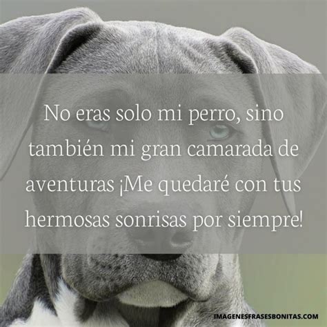 Dedicatorias Y Frases De Despedida Para Un Perro Fallecido