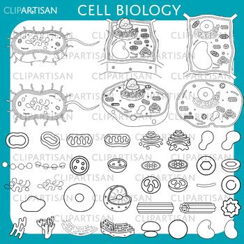 Cell Biology and Organelles Clip Art by ClipArtisan | TPT