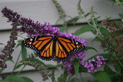 flower attract butterflies 8