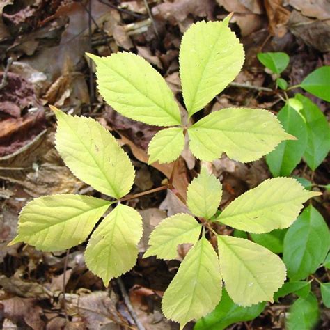 Panax Quinquefolius American Ginseng Sang North Carolina Extension