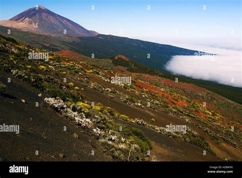 Mount Teide Volcano Teide National Park Parque Nacional De Las