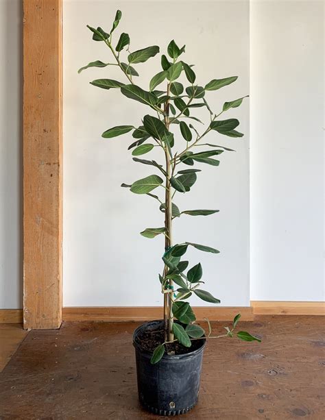 Ficus Audrey 14 Pot Ficus Plants Tall Plants