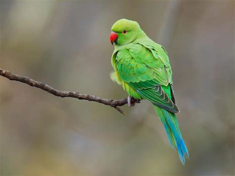 Parakeets Of London: All You Need To Know | Birdfact