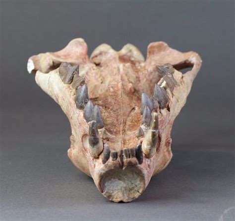 Hyaenodon horridus Skull - 11 inches – Fossil Realm